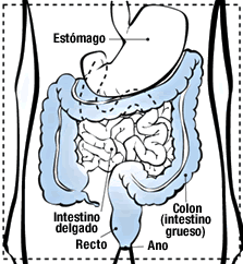 El colon es parte del intestino grueso que esta junto al recto.