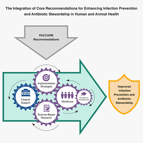 The Integration of Core Recommendations for Enhancing Infection Prevention and Antibiotic Stewardship in Human and Animal Health